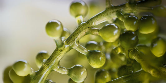 The Power of the Ocean: Alteromonas Ferment Extract in Your Skincare