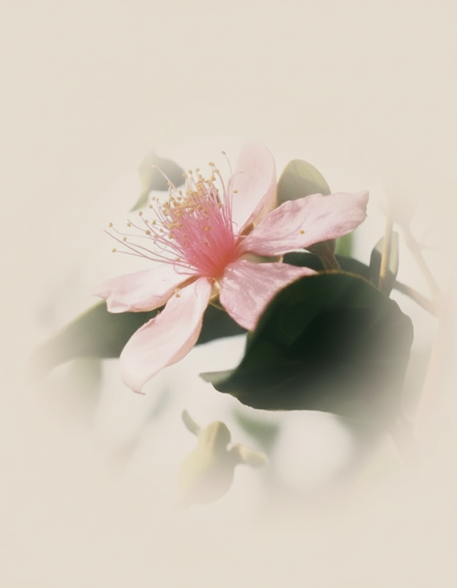  Bidens Pilosa-